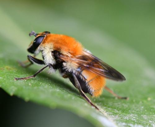 Criorhina floccosa